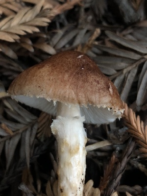  ( - HAY-F-007028)  @11 [ ] by-nc (2023) Dean Lyons Fungal Diversity Survey