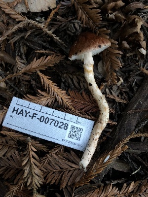  ( - HAY-F-007028)  @11 [ ] by-nc (2023) Dean Lyons Fungal Diversity Survey