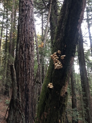  ( - HAY-F-007091)  @11 [ ] by-nc (2023) Dean Lyons Fungal Diversity Survey