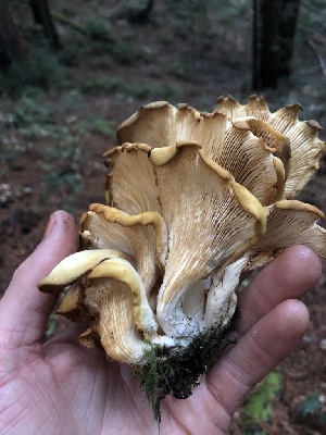  ( - HAY-F-007091)  @11 [ ] by-nc (2023) Dean Lyons Fungal Diversity Survey