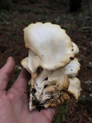  ( - HAY-F-007091)  @11 [ ] by-nc (2023) Dean Lyons Fungal Diversity Survey