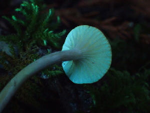 ( - HAY-F-007058)  @11 [ ] by-nc (2023) Dean Lyons Fungal Diversity Survey