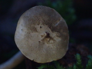  ( - HAY-F-007058)  @11 [ ] by-nc (2023) Dean Lyons Fungal Diversity Survey
