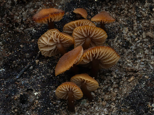  ( - HAY-F-005955)  @11 [ ] by-nc (2023) Stu Pickell Fungal Diversity Survey