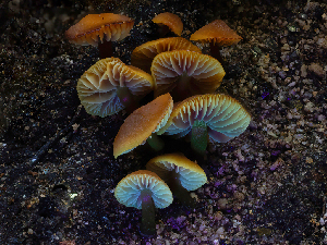  ( - HAY-F-005955)  @11 [ ] by-nc (2023) Stu Pickell Fungal Diversity Survey