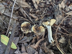  ( - HAY-F-004529)  @11 [ ] by-nc (2023) Stu Pickell Fungal Diversity Survey