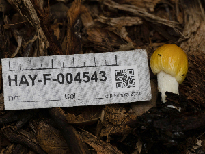  ( - HAY-F-004543)  @11 [ ] by-nc (2023) Stu Pickell Fungal Diversity Survey