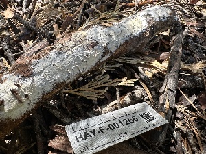  ( - HAY-F-001266)  @11 [ ] by-nc (2023) Aaron Tupac Fungal Diversity Survey