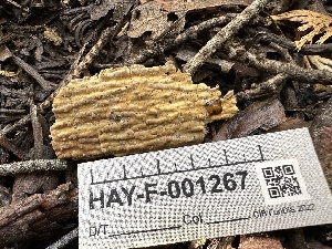  (Phanerochaete carnosa - HAY-F-001267)  @11 [ ] by-nc (2023) Aaron Tupac Fungal Diversity Survey