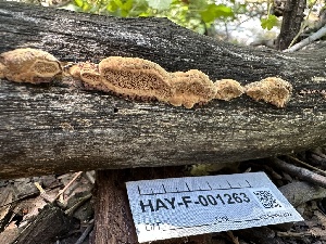  ( - HAY-F-001263)  @11 [ ] by-nc (2023) Aaron Tupac Fungal Diversity Survey