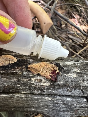  ( - HAY-F-001263)  @11 [ ] by-nc (2023) Aaron Tupac Fungal Diversity Survey