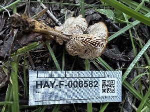  ( - HAY-F-006582)  @11 [ ] by-nc (2023) Aaron Tupac Fungal Diversity Survey