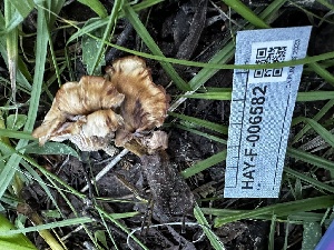  ( - HAY-F-006582)  @11 [ ] by-nc (2023) Aaron Tupac Fungal Diversity Survey