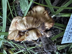  ( - HAY-F-006582)  @11 [ ] by-nc (2023) Aaron Tupac Fungal Diversity Survey