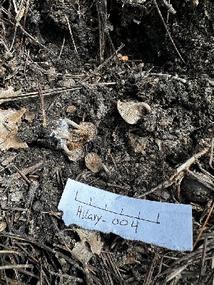  ( - HAY-F-005478)  @11 [ ] by-nc (2023) Aaron Tupac Fungal Diversity Survey