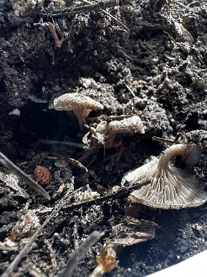  ( - HAY-F-005478)  @11 [ ] by-nc (2023) Aaron Tupac Fungal Diversity Survey