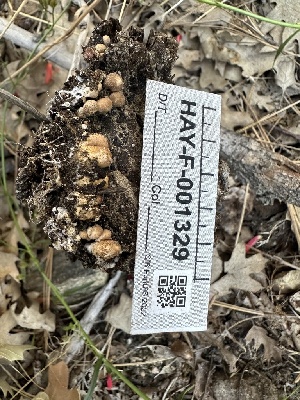  ( - HAY-F-001329)  @11 [ ] by-nc (2023) Aaron Tupac Fungal Diversity Survey