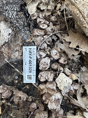  ( - HAY-F-001329)  @11 [ ] by-nc (2023) Aaron Tupac Fungal Diversity Survey