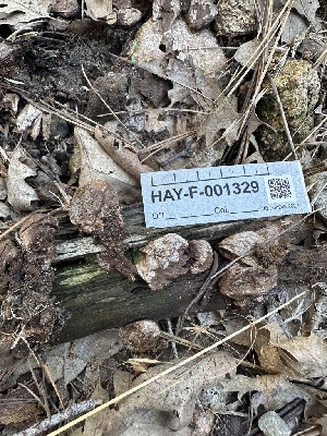  ( - HAY-F-001329)  @11 [ ] by-nc (2023) Aaron Tupac Fungal Diversity Survey