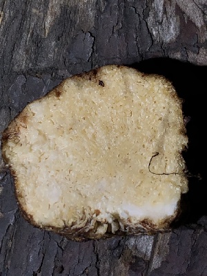  (Russula sp. Woo6T - HAY-F-007094)  @11 [ ] by-nc (2023) Dean Lyons Fungal Diversity Survey