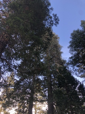 ( - HAY-F-007094)  @11 [ ] by-nc (2023) Dean Lyons Fungal Diversity Survey