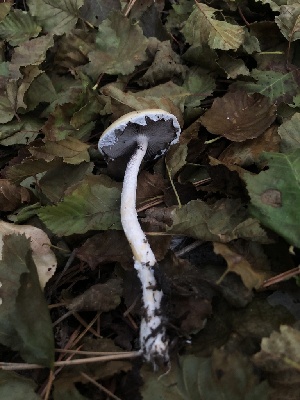  ( - HAY-F-007096)  @11 [ ] by-nc (2023) Dean Lyons Fungal Diversity Survey