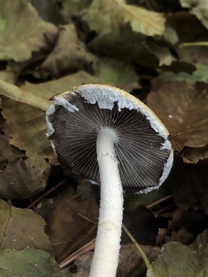  ( - HAY-F-007096)  @11 [ ] by-nc (2023) Dean Lyons Fungal Diversity Survey