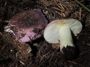  ( - HAY-F-007104)  @11 [ ] by-nc (2023) Dean Lyons Fungal Diversity Survey