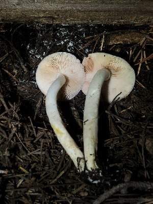  ( - HAY-F-007105)  @11 [ ] by-nc (2023) Dean Lyons Fungal Diversity Survey