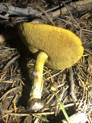  ( - HAY-F-007098)  @11 [ ] by-nc (2023) Dean Lyons Fungal Diversity Survey