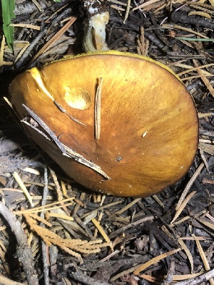  ( - HAY-F-007098)  @11 [ ] by-nc (2023) Dean Lyons Fungal Diversity Survey
