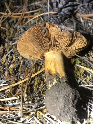  (Calonarius aglaeus - HAY-F-007101)  @11 [ ] by-nc (2023) Dean Lyons Fungal Diversity Survey