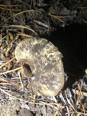  ( - HAY-F-007101)  @11 [ ] by-nc (2023) Dean Lyons Fungal Diversity Survey