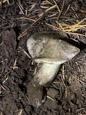  ( - HAY-F-007099)  @11 [ ] by-nc (2023) Dean Lyons Fungal Diversity Survey
