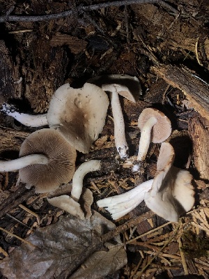  (Homophron sp. spadiceum-CA01 - HAY-F-007103)  @11 [ ] by-nc (2023) Dean Lyons Fungal Diversity Survey