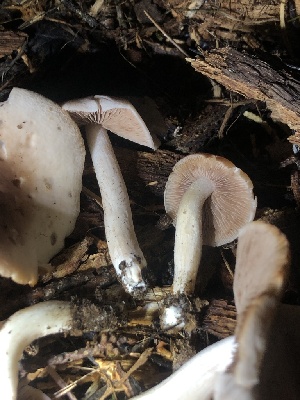  ( - HAY-F-007103)  @11 [ ] by-nc (2023) Dean Lyons Fungal Diversity Survey