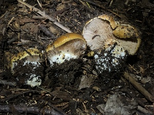 (Calonarius elotoides - HAY-F-007100)  @11 [ ] by-nc (2023) Dean Lyons Fungal Diversity Survey