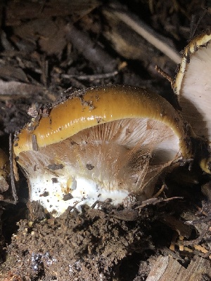  ( - HAY-F-007100)  @11 [ ] by-nc (2023) Dean Lyons Fungal Diversity Survey