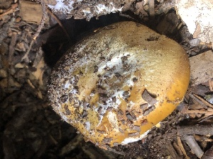 ( - HAY-F-007100)  @11 [ ] by-nc (2023) Dean Lyons Fungal Diversity Survey