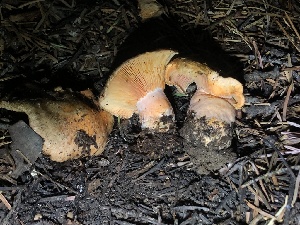  ( - HAY-F-007093)  @11 [ ] by-nc (2023) Dean Lyons Fungal Diversity Survey