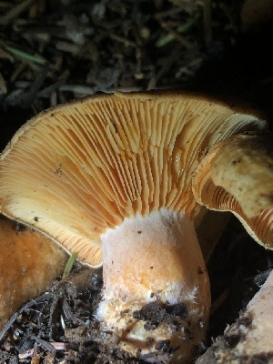  ( - HAY-F-007093)  @11 [ ] by-nc (2023) Dean Lyons Fungal Diversity Survey