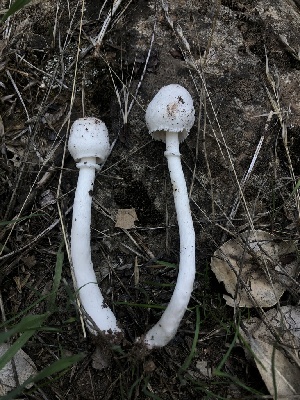  ( - HAY-F-007092)  @11 [ ] by-nc (2023) Dean Lyons Fungal Diversity Survey