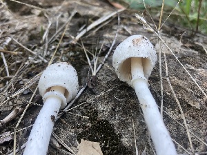  ( - HAY-F-007092)  @11 [ ] by-nc (2023) Dean Lyons Fungal Diversity Survey