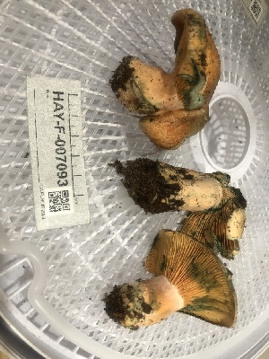  ( - HAY-F-007093)  @11 [ ] by-nc (2023) Dean Lyons Fungal Diversity Survey