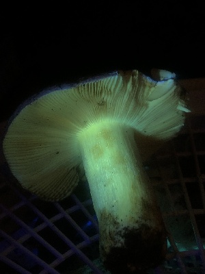  ( - HAY-F-007104)  @11 [ ] by-nc (2023) Dean Lyons Fungal Diversity Survey