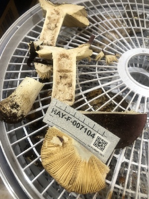  ( - HAY-F-007104)  @11 [ ] by-nc (2023) Dean Lyons Fungal Diversity Survey
