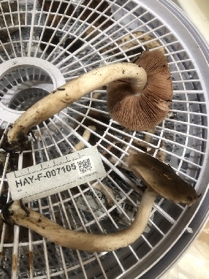  ( - HAY-F-007105)  @11 [ ] by-nc (2023) Dean Lyons Fungal Diversity Survey