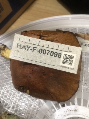  ( - HAY-F-007098)  @11 [ ] by-nc (2023) Dean Lyons Fungal Diversity Survey