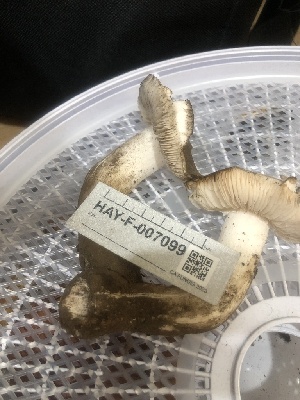  ( - HAY-F-007099)  @11 [ ] by-nc (2023) Dean Lyons Fungal Diversity Survey