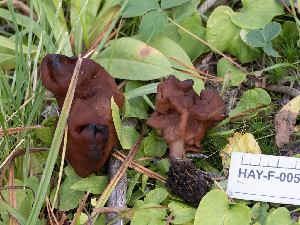  (Paragyromitra infula - HAY-F-005824)  @11 [ ] by-nc (2023) Stu Pickell Fungal Diversity Survey